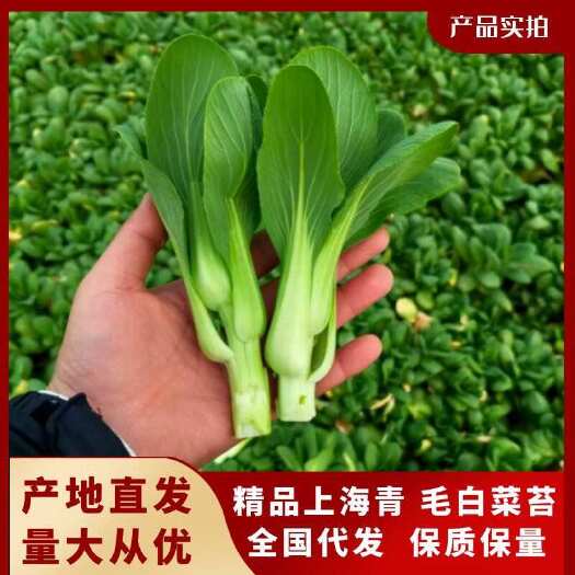大棚精品上海青菜苔，毛白菜苔，产地供货！
