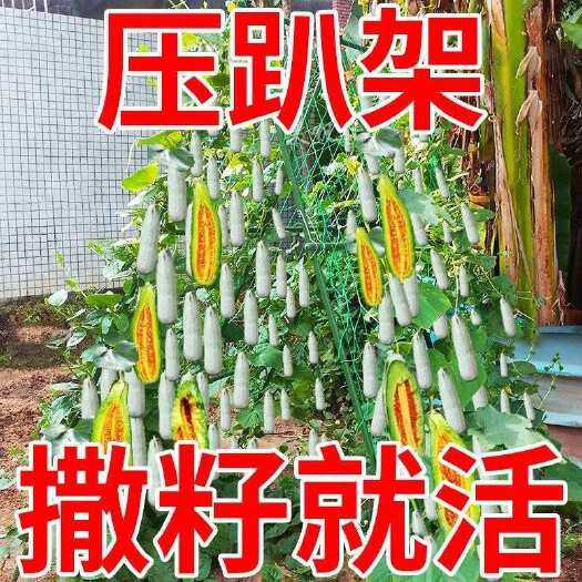 邵东市羊角蜜甜瓜种子正品羊角酥脆甜种籽薄皮香瓜春季四季水果特大种孑