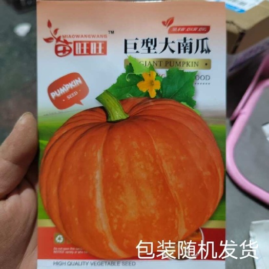 邵东市巨型南瓜种子大南瓜种子籽新品种观赏食用四季春秋蔬菜种子蔬菜籽
