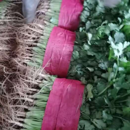 新泰市香菜