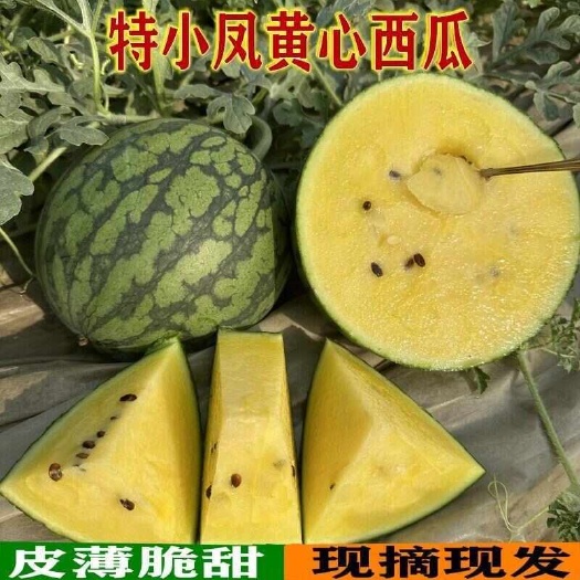 勐腊县[顺丰包邮]西瓜  特小凤黄心西瓜薄皮新鲜包邮