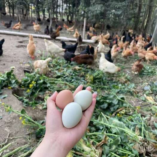  鸡蛋