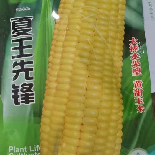 夏邑县甜玉米种子  水果玉米种子，珍甜6号，鲜，甜，糯，好吃，产量