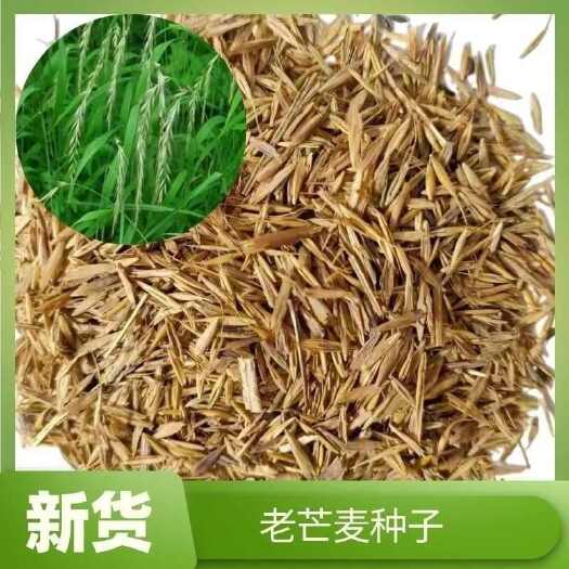 苏州老芒麦种子防沙固土饲用养殖牧草多年生耐寒耐旱园林绿化生态修复