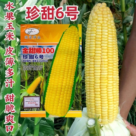 淮安晓富黄甜玉米种子珍甜6号水果玉米种子甜脆多汁皮薄无渣基地专用