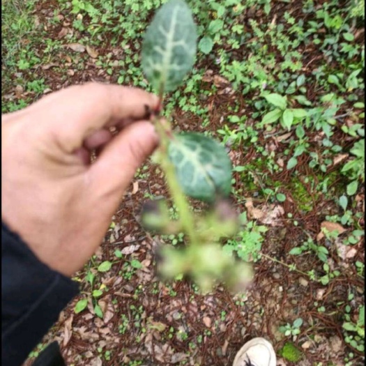 长沙鹿蹄草