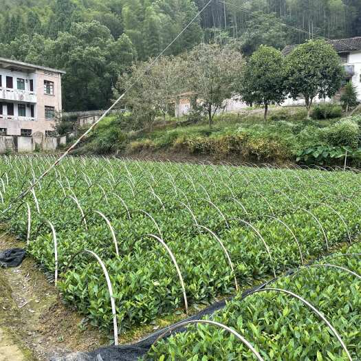  黄金芽茶苗