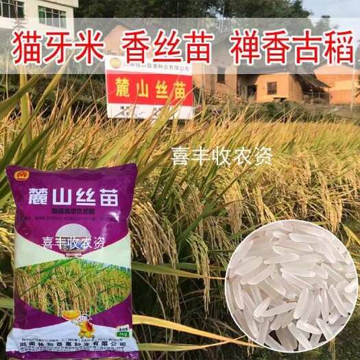长沙长粒香丝苗稻谷种子 优质香稻麓山丝苗 水稻种 抗倒谷种