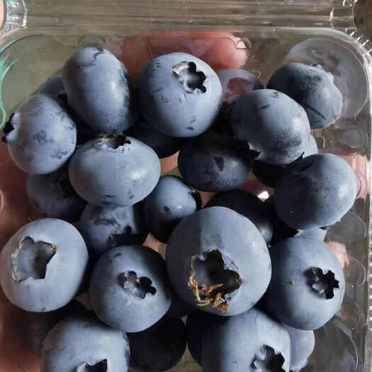 沂水县山东蓝莓，卡瑞，L25, 蓝宝石，全国代发，现摘现发