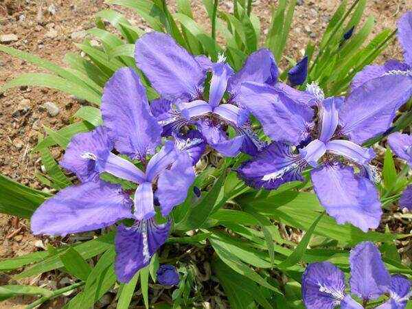 长沙马兰花