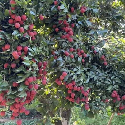 灵山县仙进奉荔枝嫁接苗 新品种 易管理 果子耐寒
