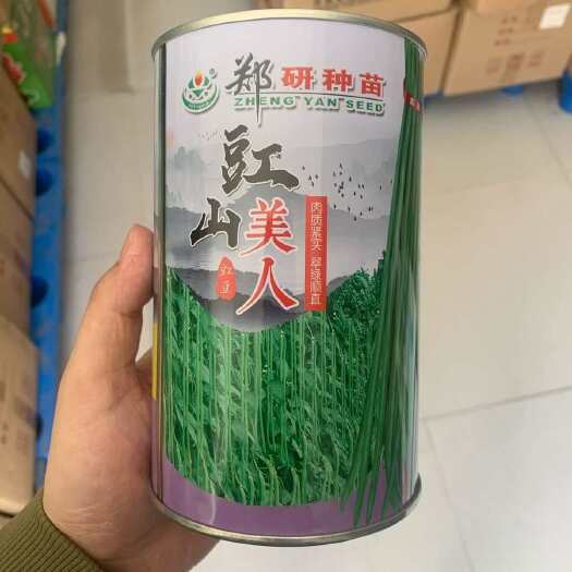 长沙郑研豇山美人长豆角种子包邮原装一罐400g肉质紧实翠绿顺直