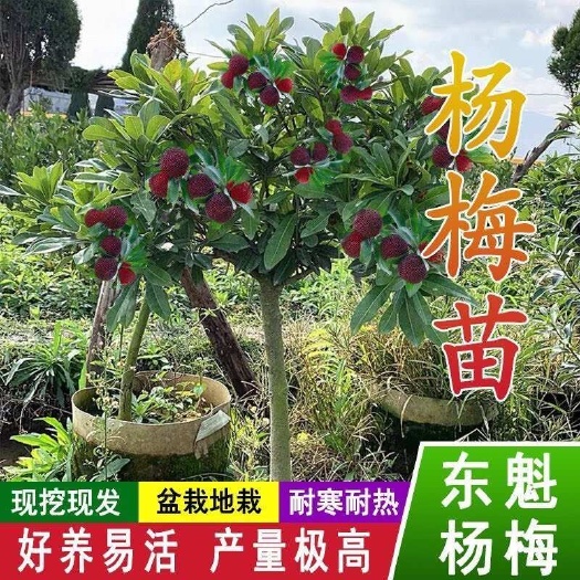 灵山县【当年挂果】超大精品东魁杨梅嫁接树阳台庭院南北方耐寒耐旱C0