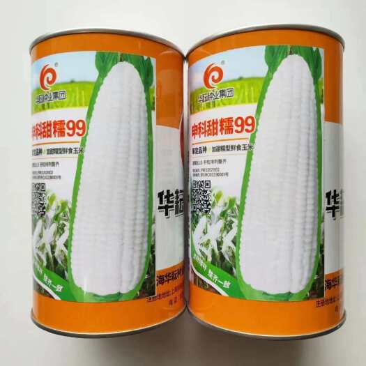 沭阳县华耘种业申科甜糯99白甜糯玉米种子鲜食加甜糯粘玉米种籽春秋播