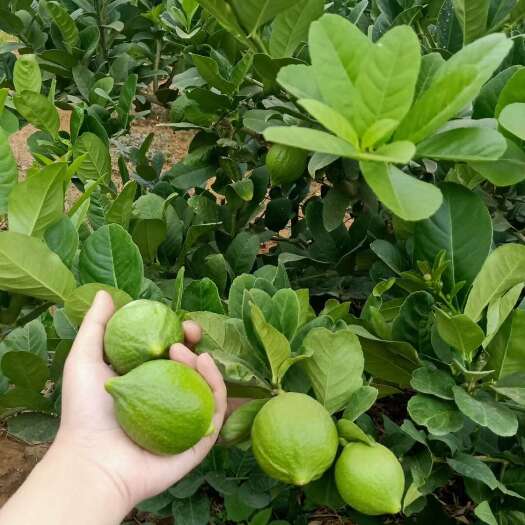 来宾广东无籽香水柠檬