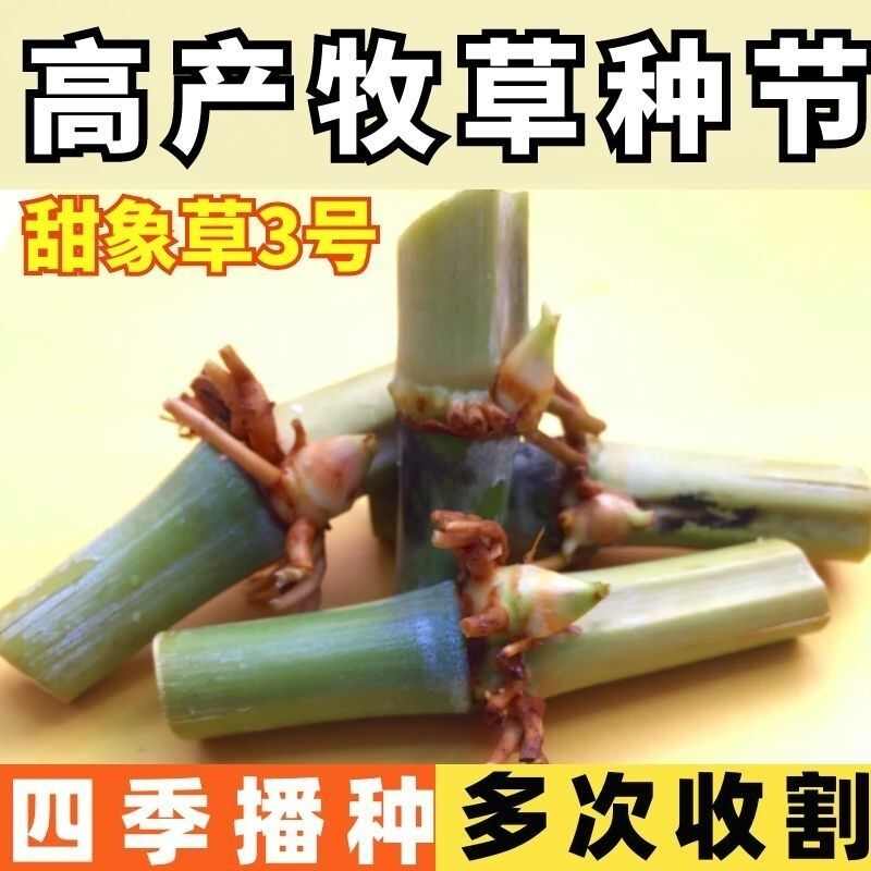 甜象草种子