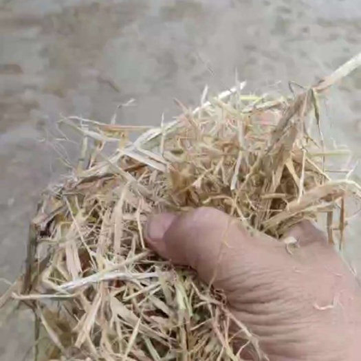 泗洪县切断稻草（大白包）过风选。滚筒筛。两道除尘
