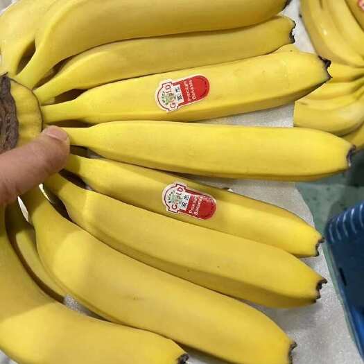 上海精品菲律宾二黄蕉，口感软糯香甜，品质保质保量，几乎零损耗，需