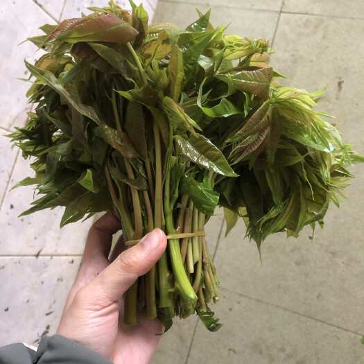 大竹县香椿马货，大量出售香椿芽咸菜货
