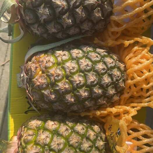 嘉兴凤梨 菠萝