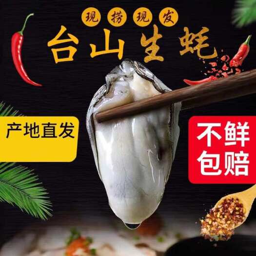 阳江台山湛江白蚝生蚝肉鲜活送礼海鲜海蛎子油炸牡蛎水产特大批发