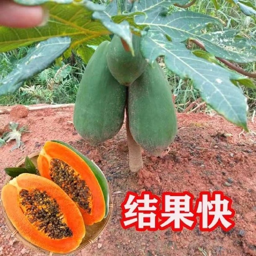 灵山县广西木瓜树苗大青冰糖红心木瓜苗矮化特大木瓜苗南方种植四季结果