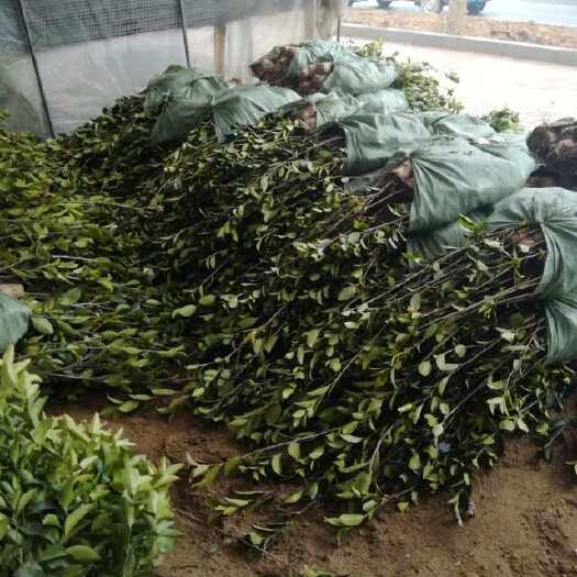 桃江县三年嫁接良种油茶苗
