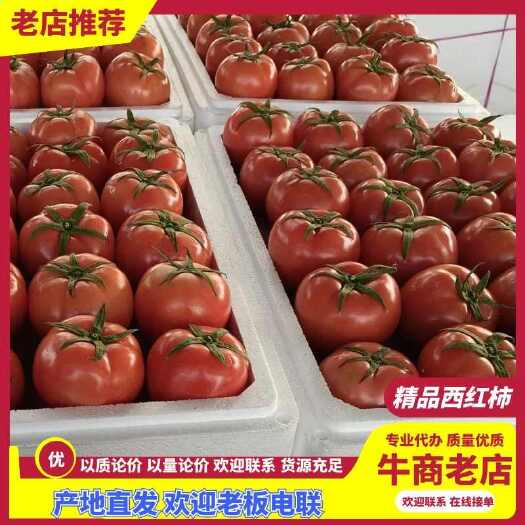 费县山东省临沂市费县暖棚西红柿产地，硬粉西红柿