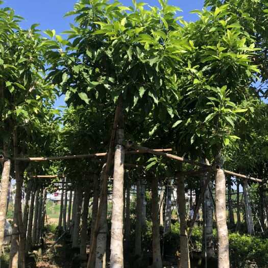 普宁市白玉兰大小都有货