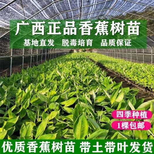 灵山县香蕉苗中焦9号香蕉苗粉蕉广西基地批发带土带叶当年结果产地直销