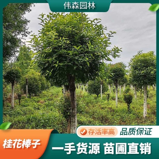 崇州市伟森园林 基地直发 18公分占地桂花棒子 庭院小区道路绿化