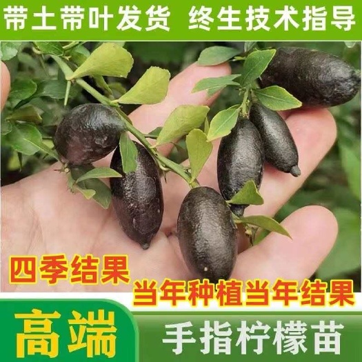 澳洲手指柠檬苗四季挂果红香槟柠檬水果中的鱼子酱可盆栽庭院种植