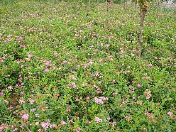 长沙粉花绣线菊