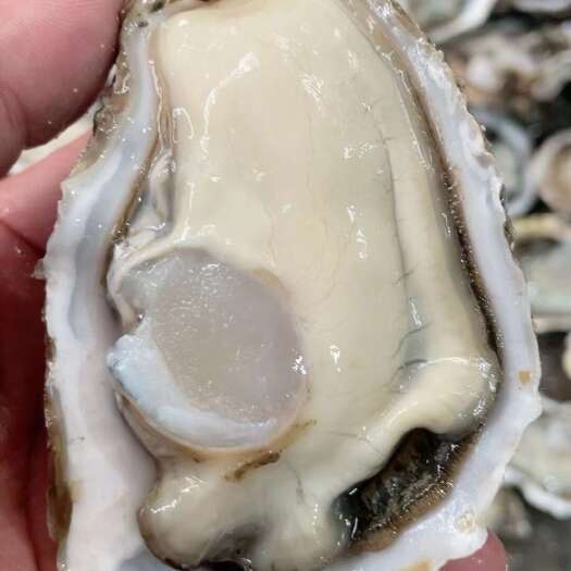 翁源县精品乳山生蚝 肥度9成