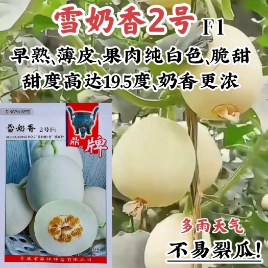 淮安鼎牌雪奶香2号甜瓜种子脆甜味浓纯白皮白肉甜瓜种籽耐裂高糖香瓜