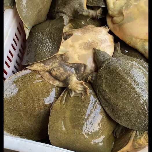 颍上县甲鱼