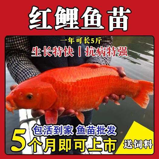 揭西县【清塘中】耐活兴国荷包红鲤鱼火麒麟红鲤鱼苗可观赏淡水养殖多送