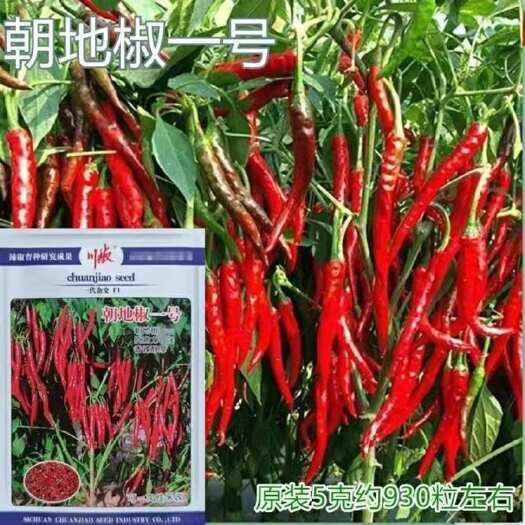广州朝地椒一号辣椒种子簇生干制辣椒大田种植优质红辣椒品种