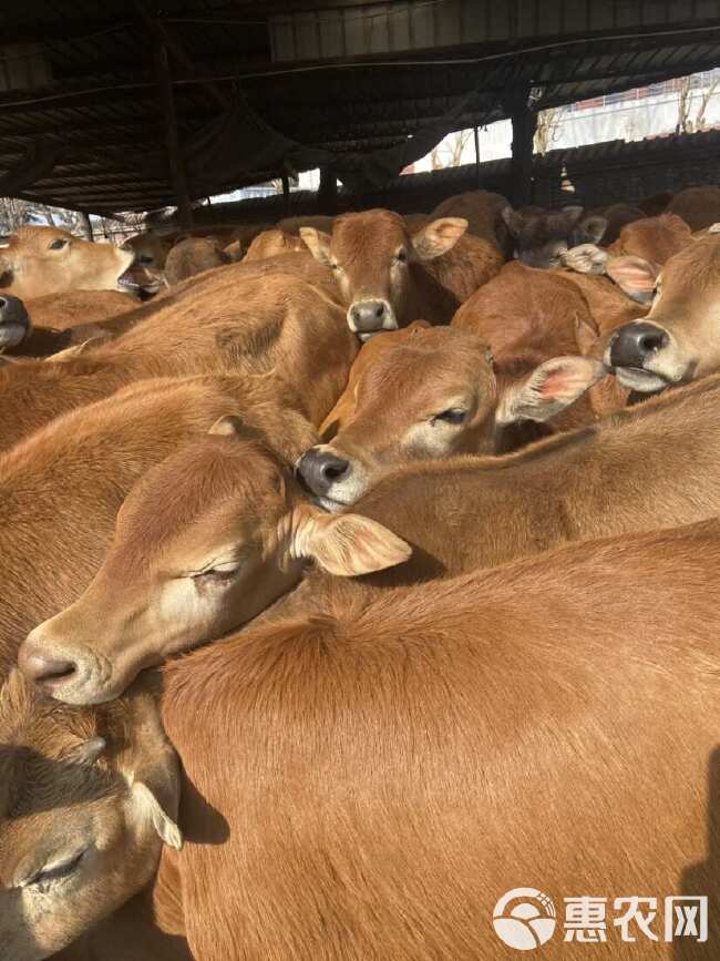 黄牛鲁西黄牛 改良黄牛苗 牛犊 买十送一 万头黄牛基地批发