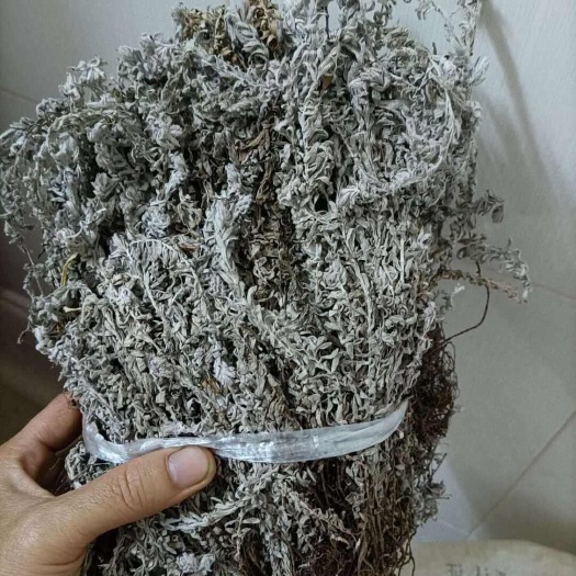 樟树市鹿茸草