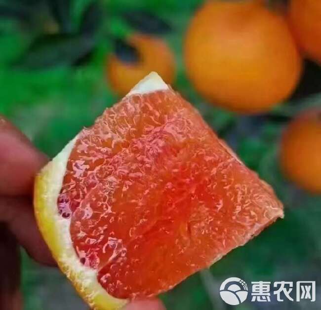 中华红橙