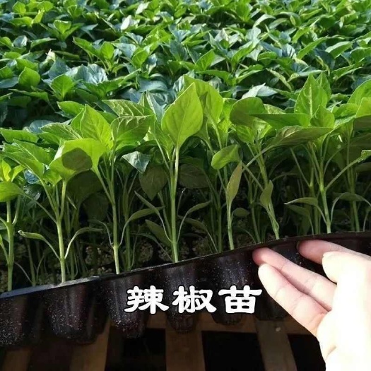 苏州辣椒苗根系发达薄皮椒长线椒苗螺丝椒苗朝天椒苗牛角椒苗产优