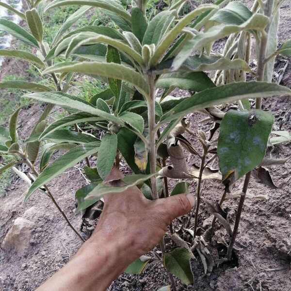 羊儿菊 白面风山白芷货长自贵州高原全干货整株全棵全草