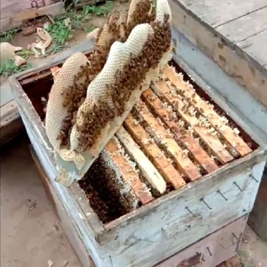 顺平县常年供应农家深山高浓度各种花的土蜂蜜 电联看我资料地址有号码