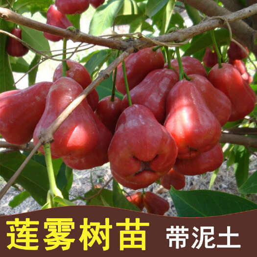 灵山县莲雾树苗黑金刚嫁接苗当年结果带土带叶发货庭院阳台花盆种植包邮