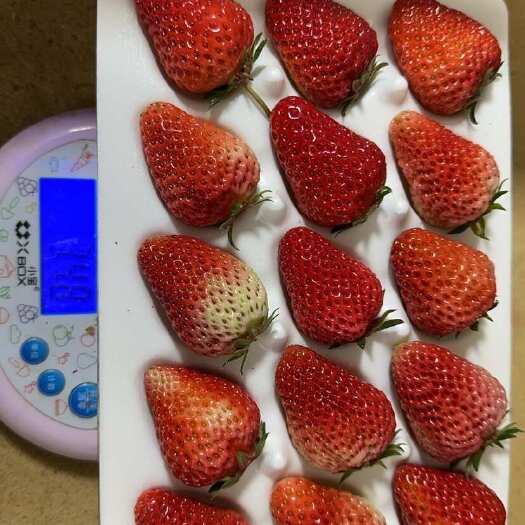 寻甸县新鲜草莓，基地直发