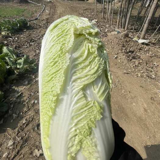 高阳县大白菜，