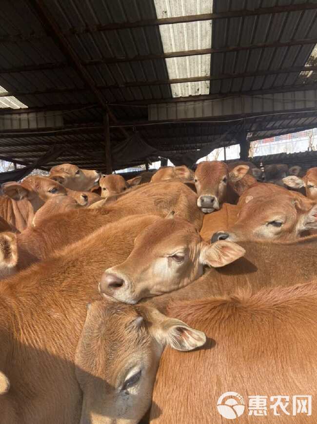 黄牛鲁西黄牛 改良黄牛苗 牛犊 买十送一 万头黄牛基地批发