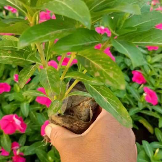 长沙长春花