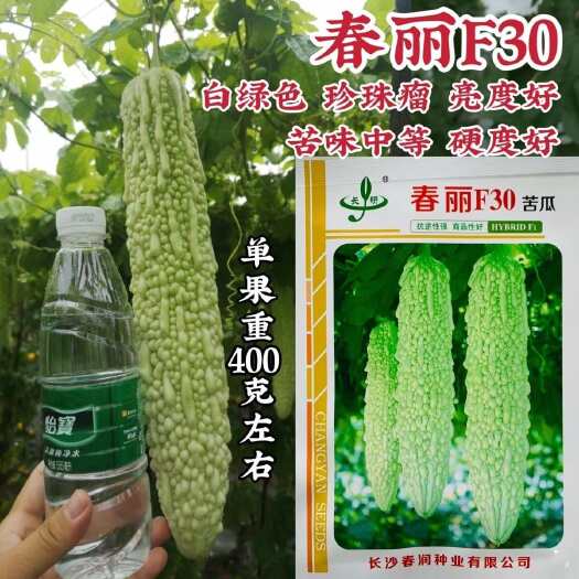 淮安春润苦瓜种子春丽F30苦瓜种子珍珠瘤苦味中等白绿色苦瓜种籽杂